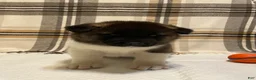 Akita dogs for sale: Thor  - Ad 1