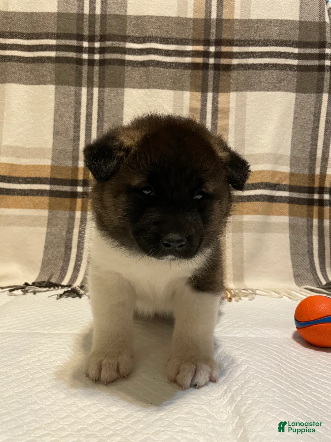 Akita dogs for sale: Thor  - Ad 1