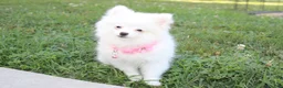Pomeranian dogs for sale: Bianca  - Ad 6