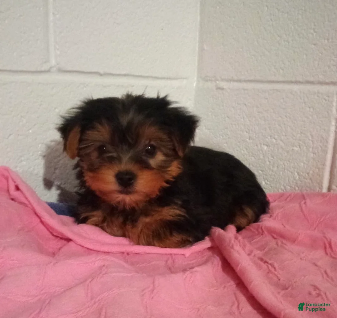 Yorkshire Terrier dogs for sale: Bella - Ad 3