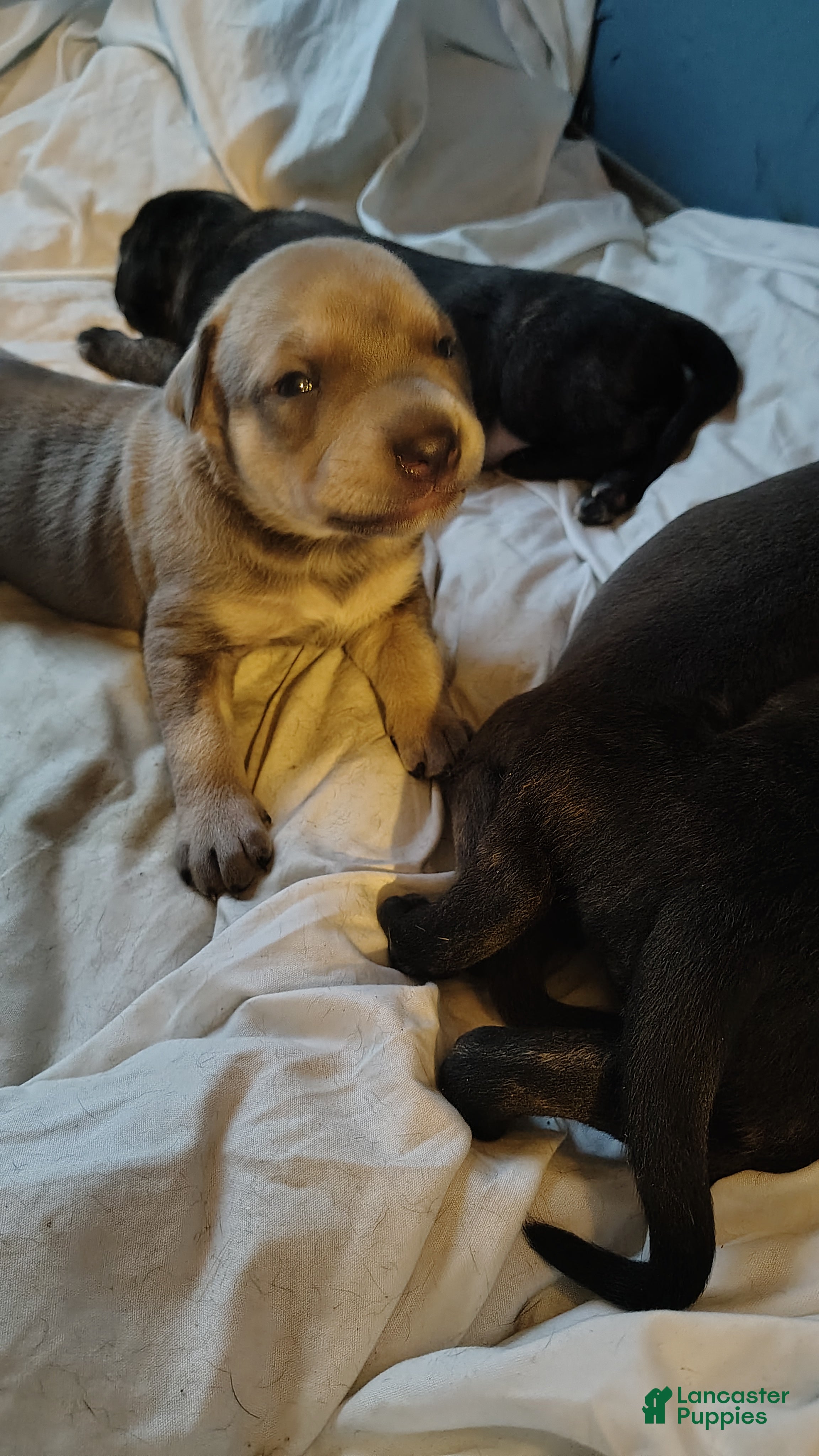 Mixed Breed dogs  calico  - Ad 33