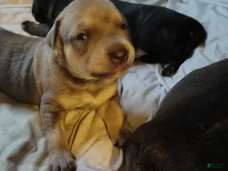 Mixed Breed dogs calico - Ad 33