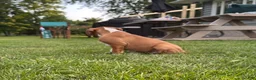 Boxer dogs for sale: Boxer 3 - Ad 14