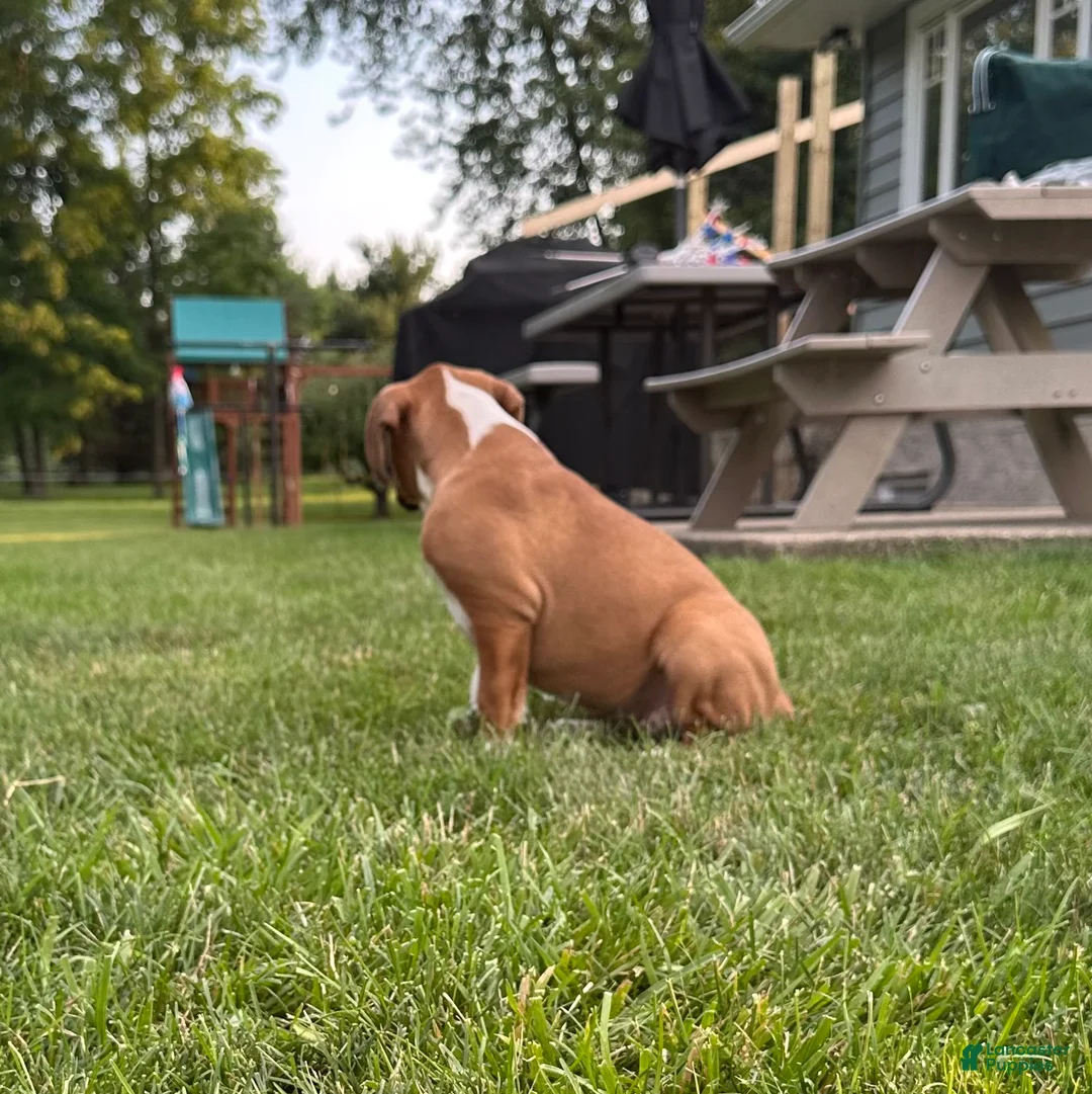 Boxer dogs for sale: Boxer 3 - Ad 14