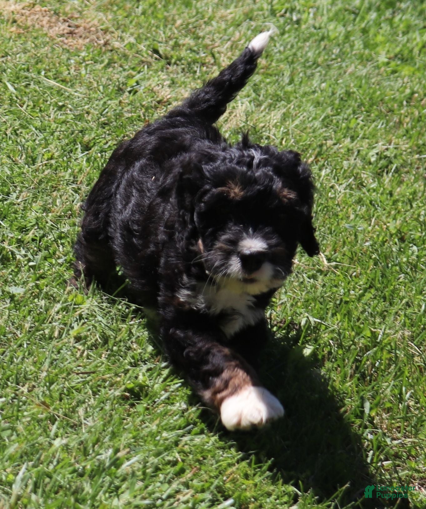 Mini Bernedoodle dogs Mini Bernedoodle 3 - Ad 42