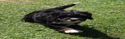 Mini Bernedoodle dogs for sale: Mini Bernedoodle 3 - Ad 1