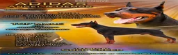Doberman Pinscher dogs for sale: Thanos  - Ad 4
