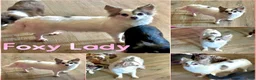Chihuahua dogs for sale: Fiona Blue Tricolor Long Coat - Ad 10