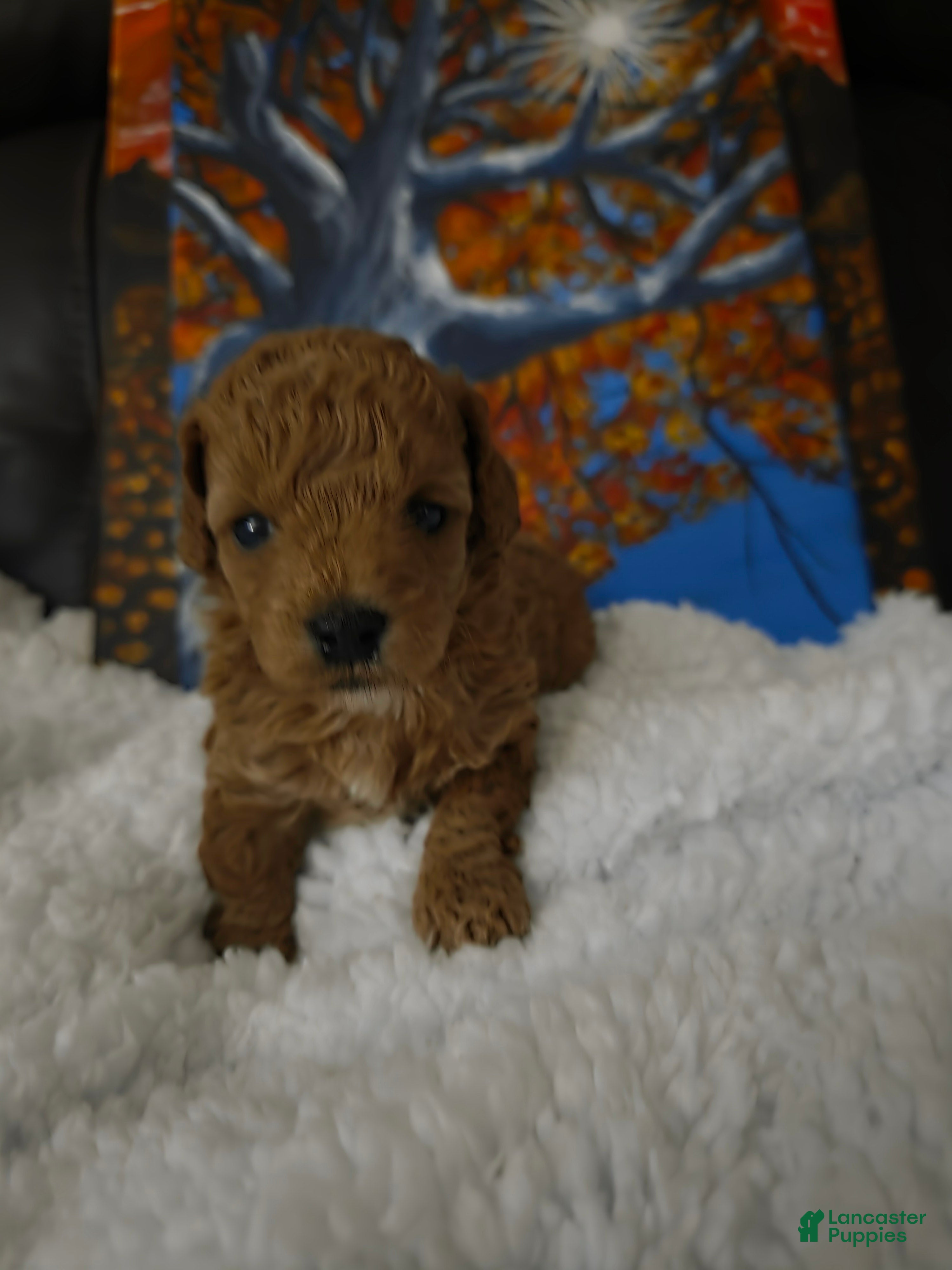 Toy Poodle dogs for sale: Toy Poodle 6 - Ad 2
