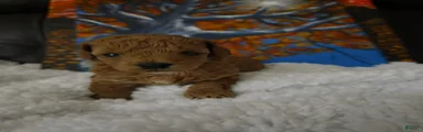 Toy Poodle 6