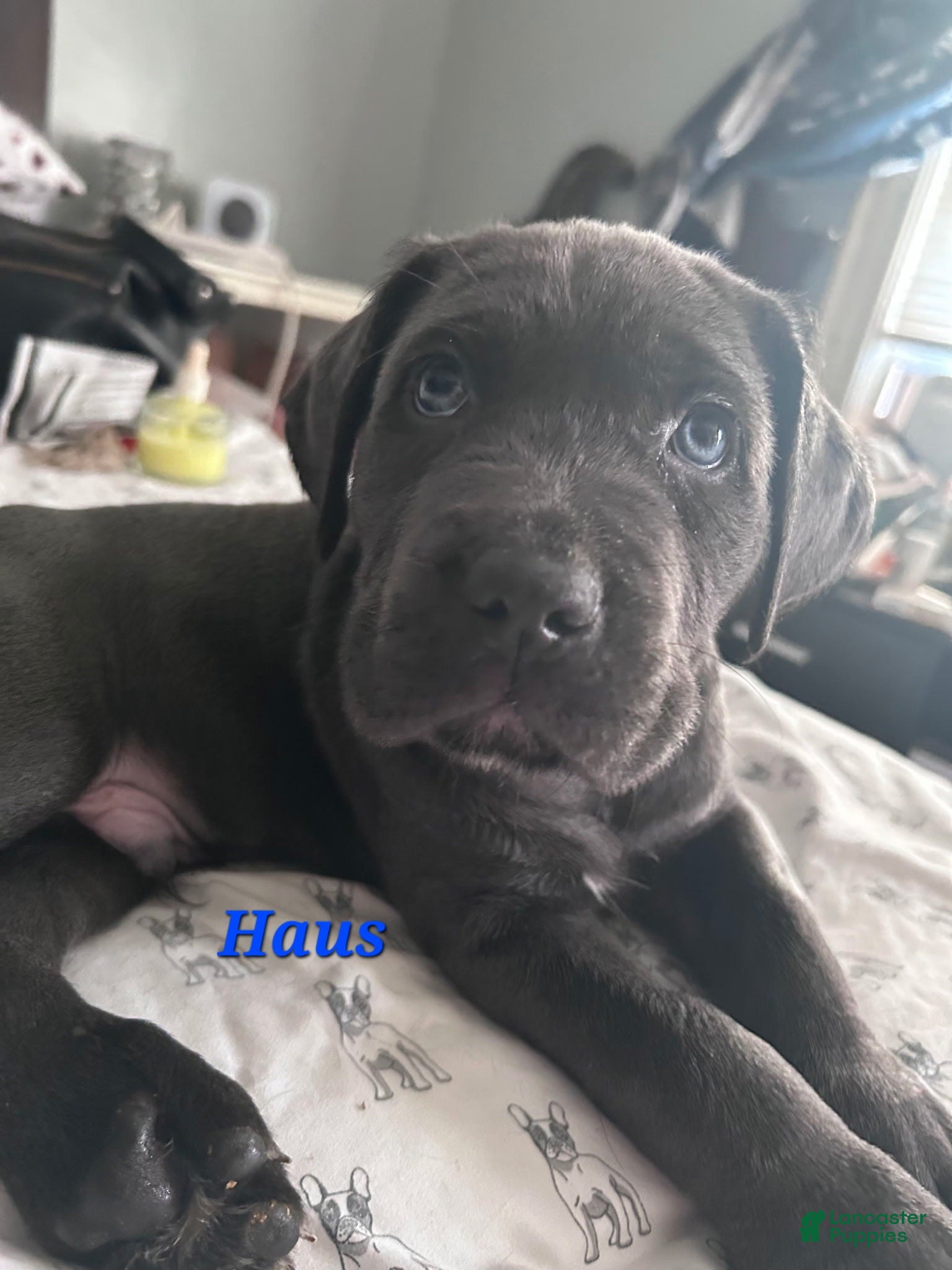 Cane Corso dogs Hause - Ad 1