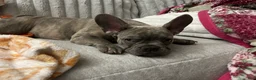 French Bulldog dogs for sale: Sadie bu - Ad 4