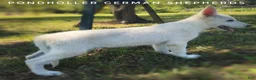 German Shepherd dogs for sale: German Shepherd 2 - Ad 4