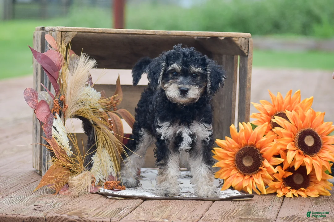 Toy Poodle dogs for sale: Caroline - Ad 1