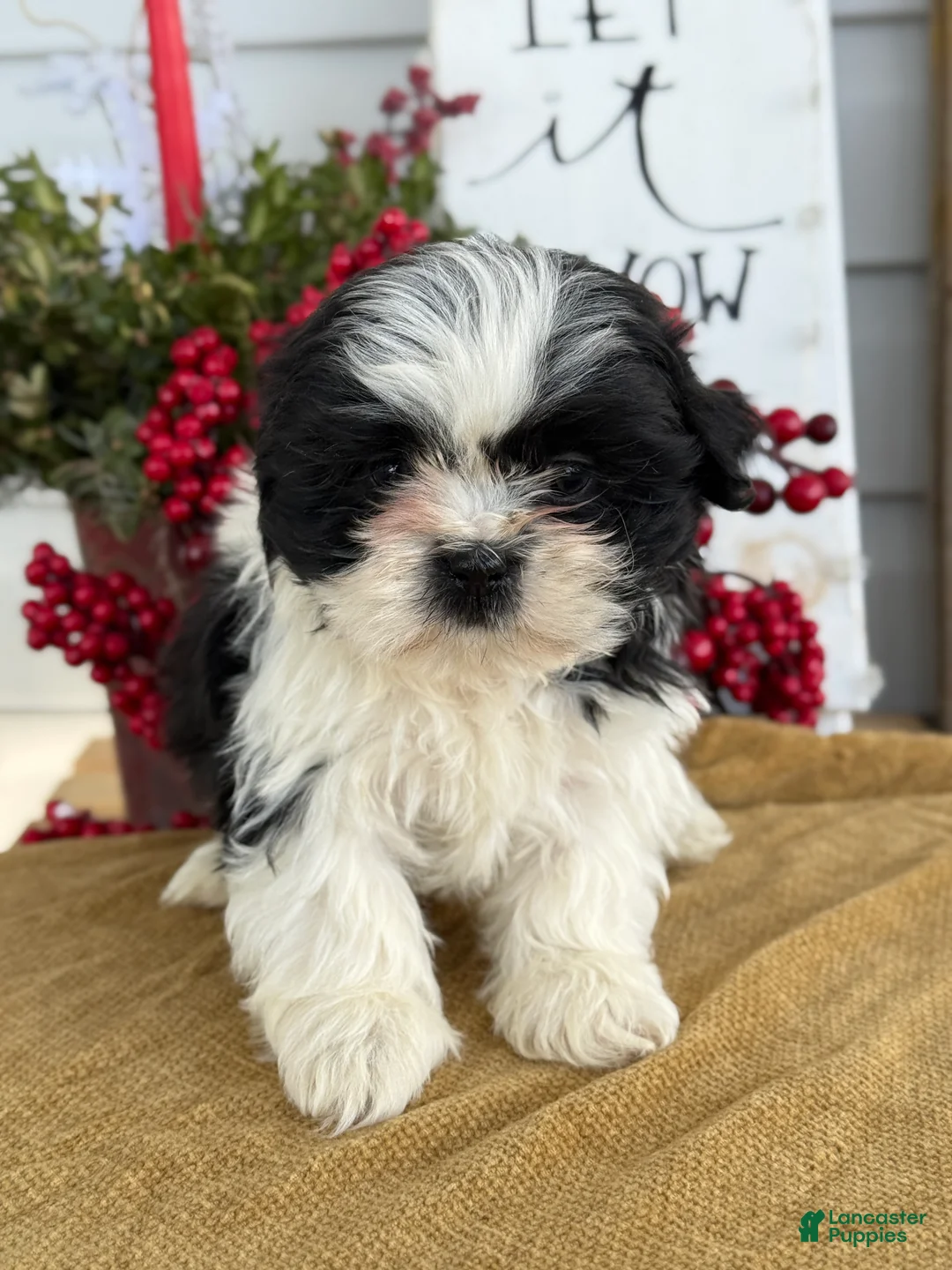 Shih Tzu dogs for sale: Pip - Ad 8