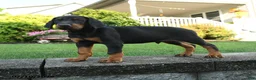 Doberman Pinscher dogs for sale: Ivan - Ad 3
