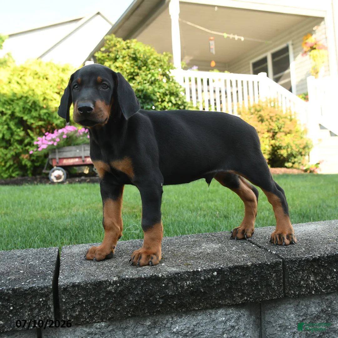 Doberman Pinscher dogs for sale: Ivan - Ad 3