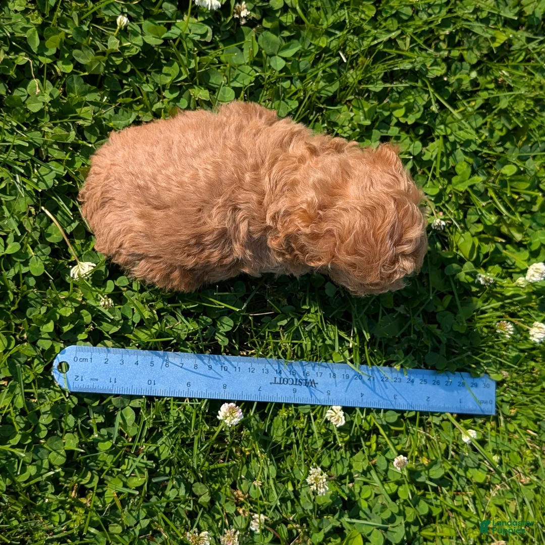 Toy Poodle dogs for sale: Marmalade - Ad 9