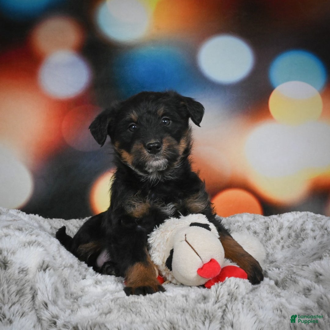 Mixed Breed dogs for sale: Violet - Ad 6