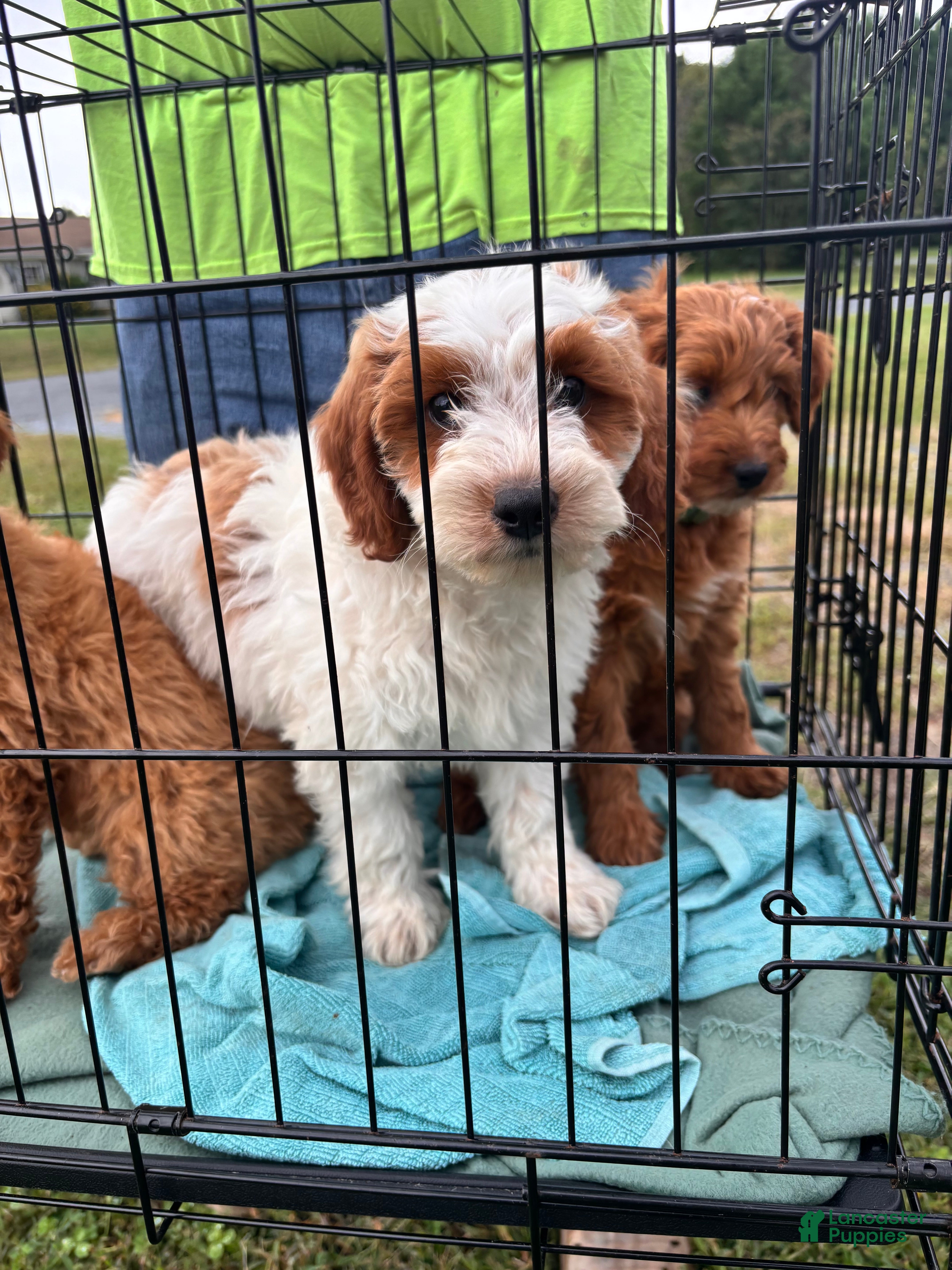 Cavapoo dogs Cavapoo 1 - Ad 2