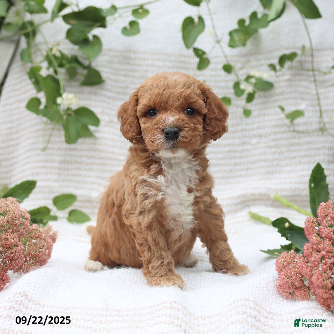 Cockapoo dogs for sale: Cindy - Ad 11