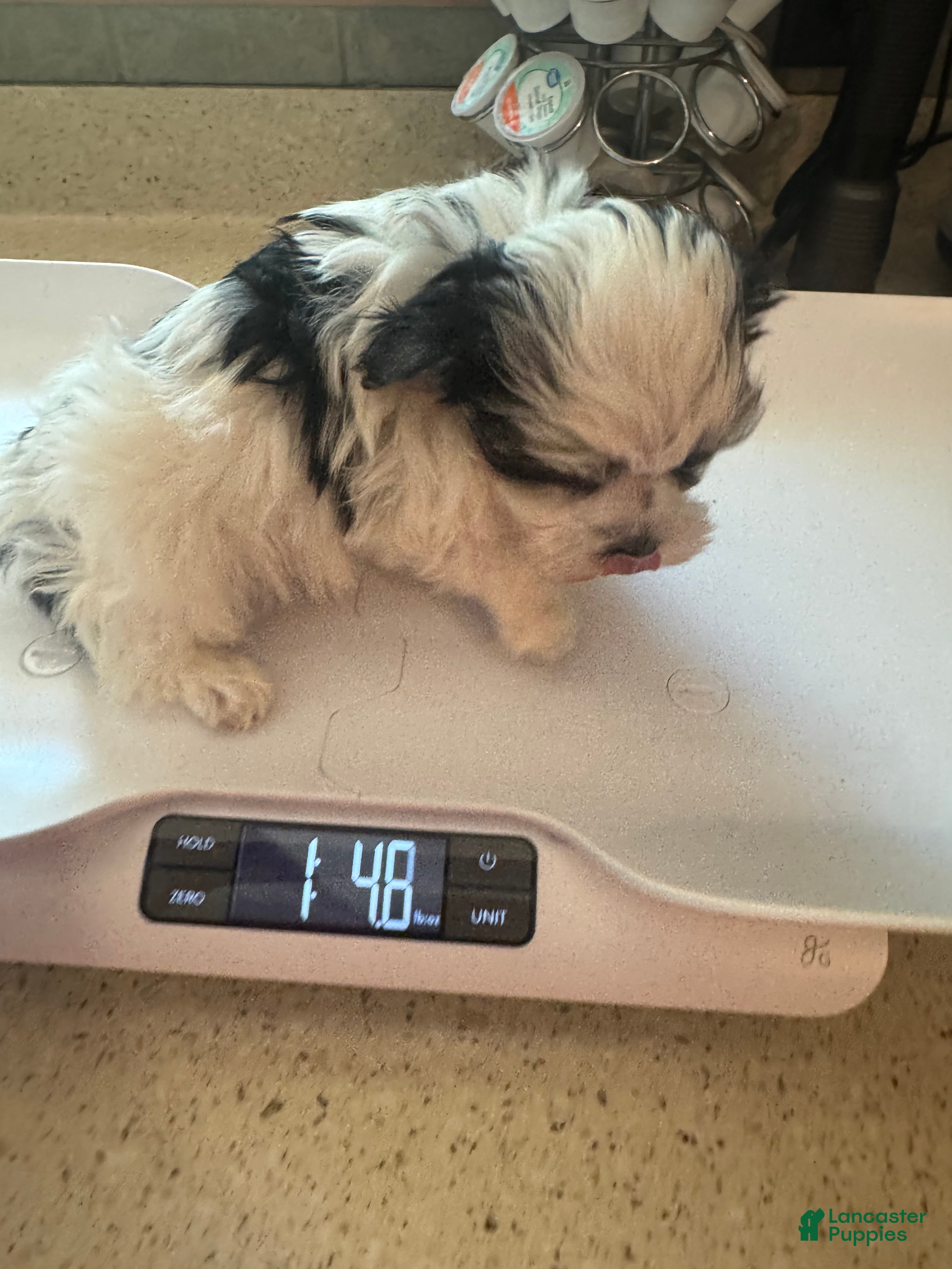 Morkie dogs for sale: Tiny female  - Ad 3