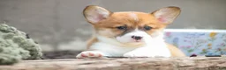 Welsh Corgi Pembroke dogs for sale: Lucky Charm Welsh Corgi Pembroke  - Ad 8