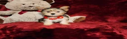 Yorkshire Terrier dogs for sale: POPPY  - Ad 4