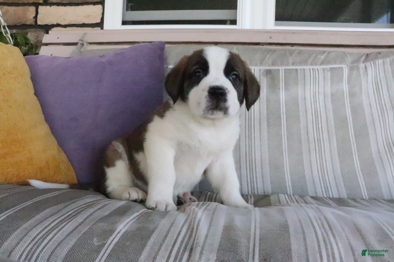 Saint Bernard dogs Mel  - Ad 2