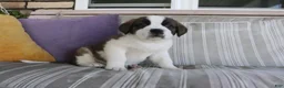 Saint Bernard dogs for sale: Mel  - Ad 2