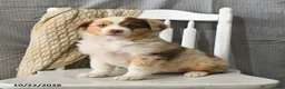 Miniature Australian Shepherd dogs for sale: Twinkle - Ad 2