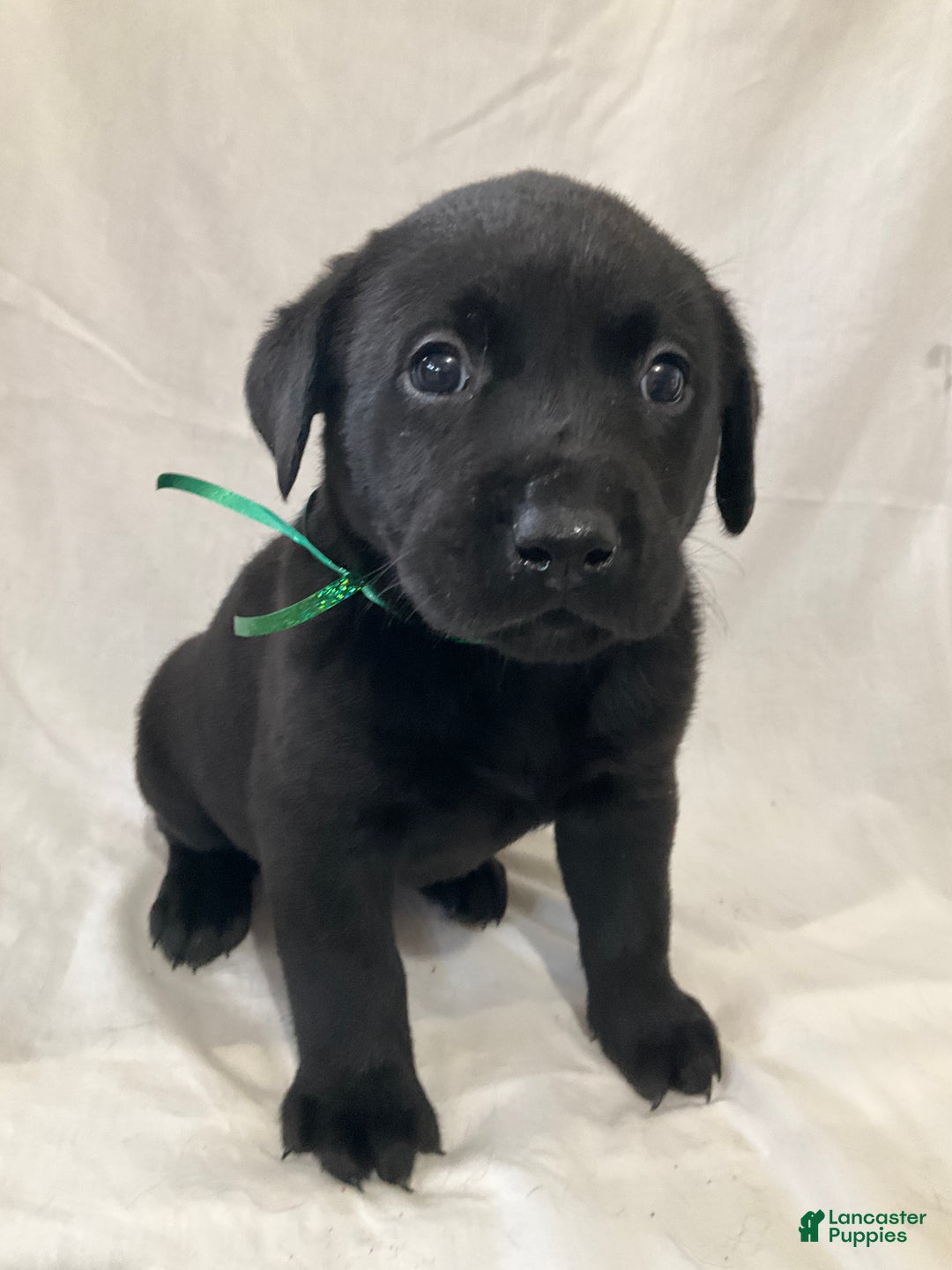 Labrador Retriever dogs for sale: Silas - Ad 2