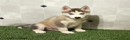 Siberian Husky dogs for sale: Oliver - Ad 3