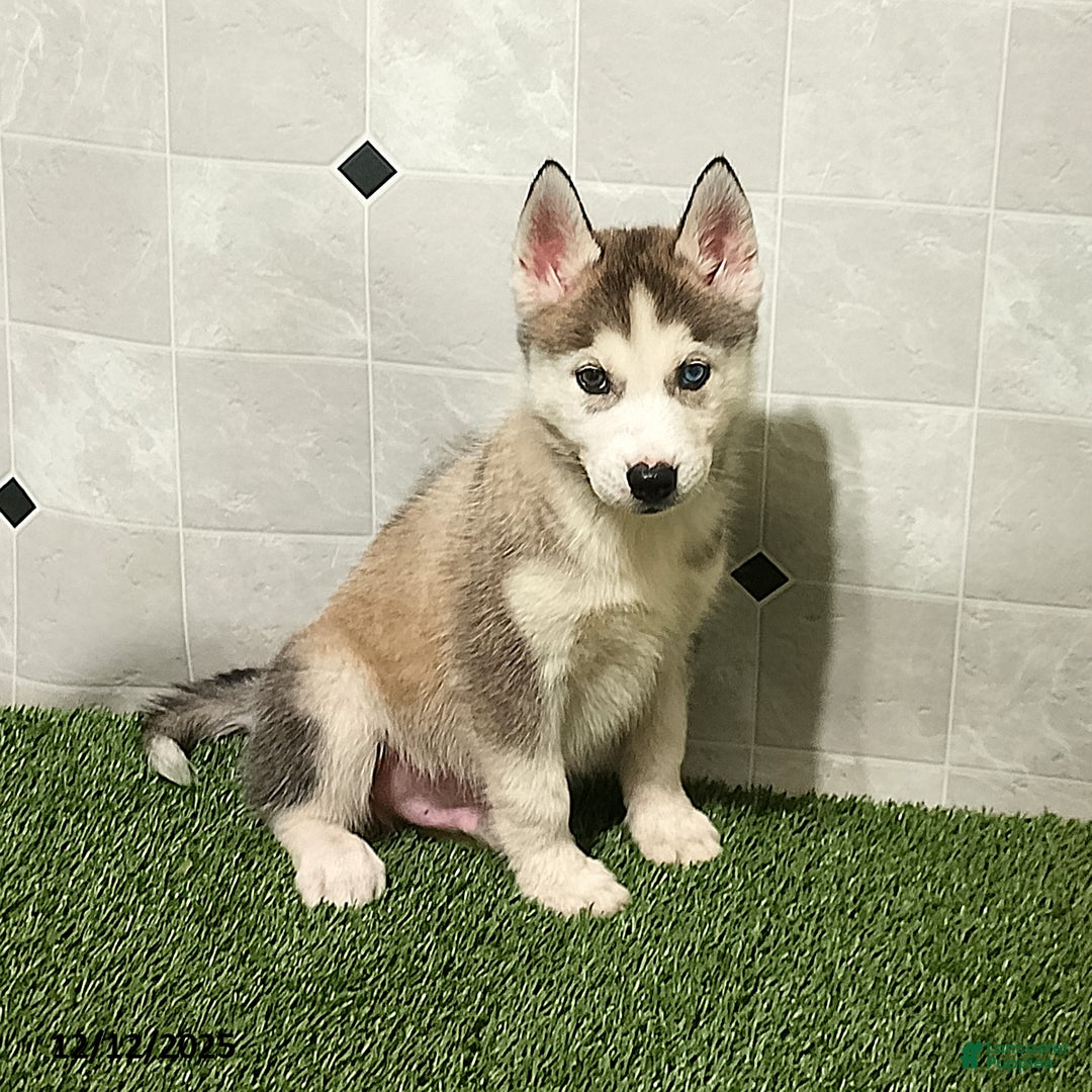 Siberian Husky dogs for sale: Oliver - Ad 3