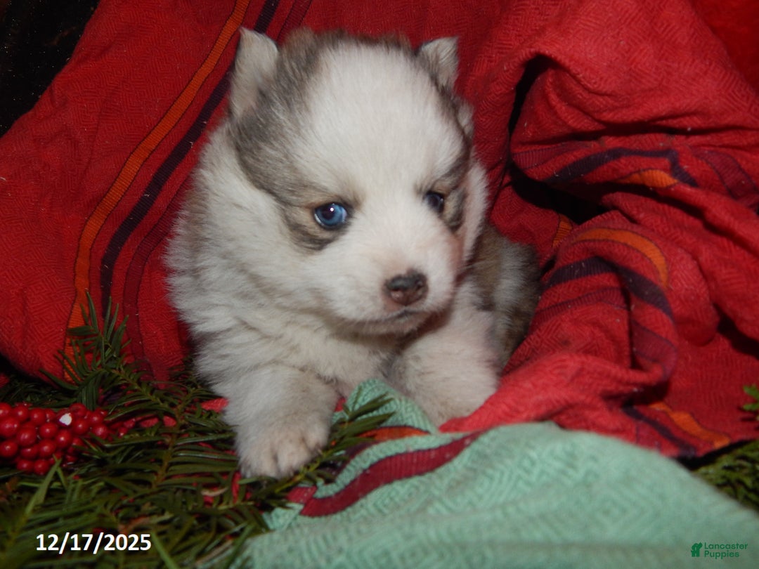 Pomsky dogs for sale: Cameron - Ad 4