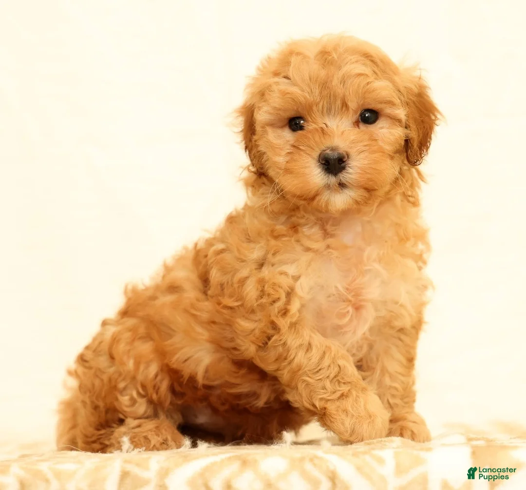 Mini Goldendoodle dogs for sale: Lilly - Ad 1