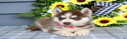 Siberian Husky dogs for sale: Haddie - Ad 10