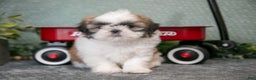 Shih Tzu dogs for sale: Jackie - Ad 3