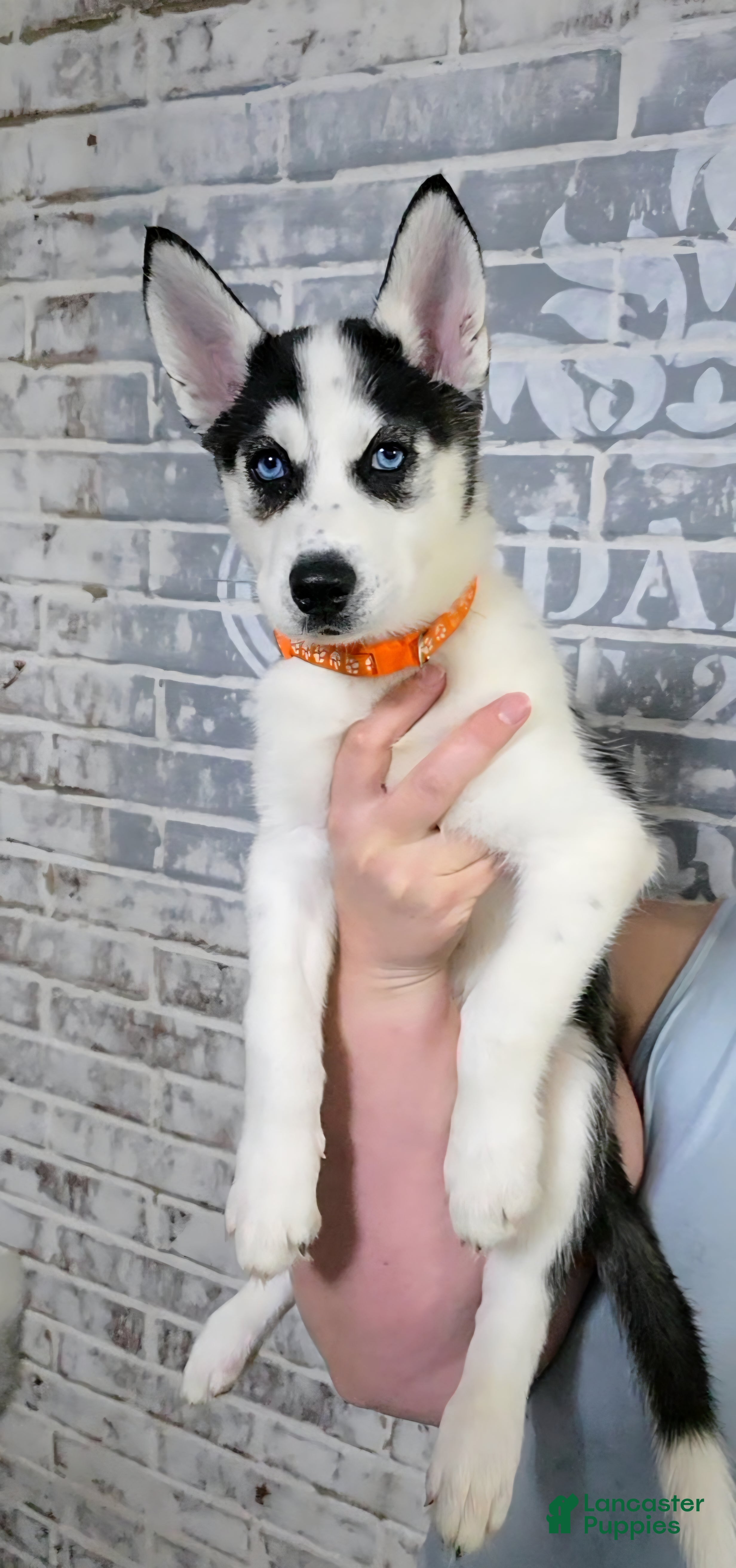 Siberian Husky dogs Rosy - Ad 4