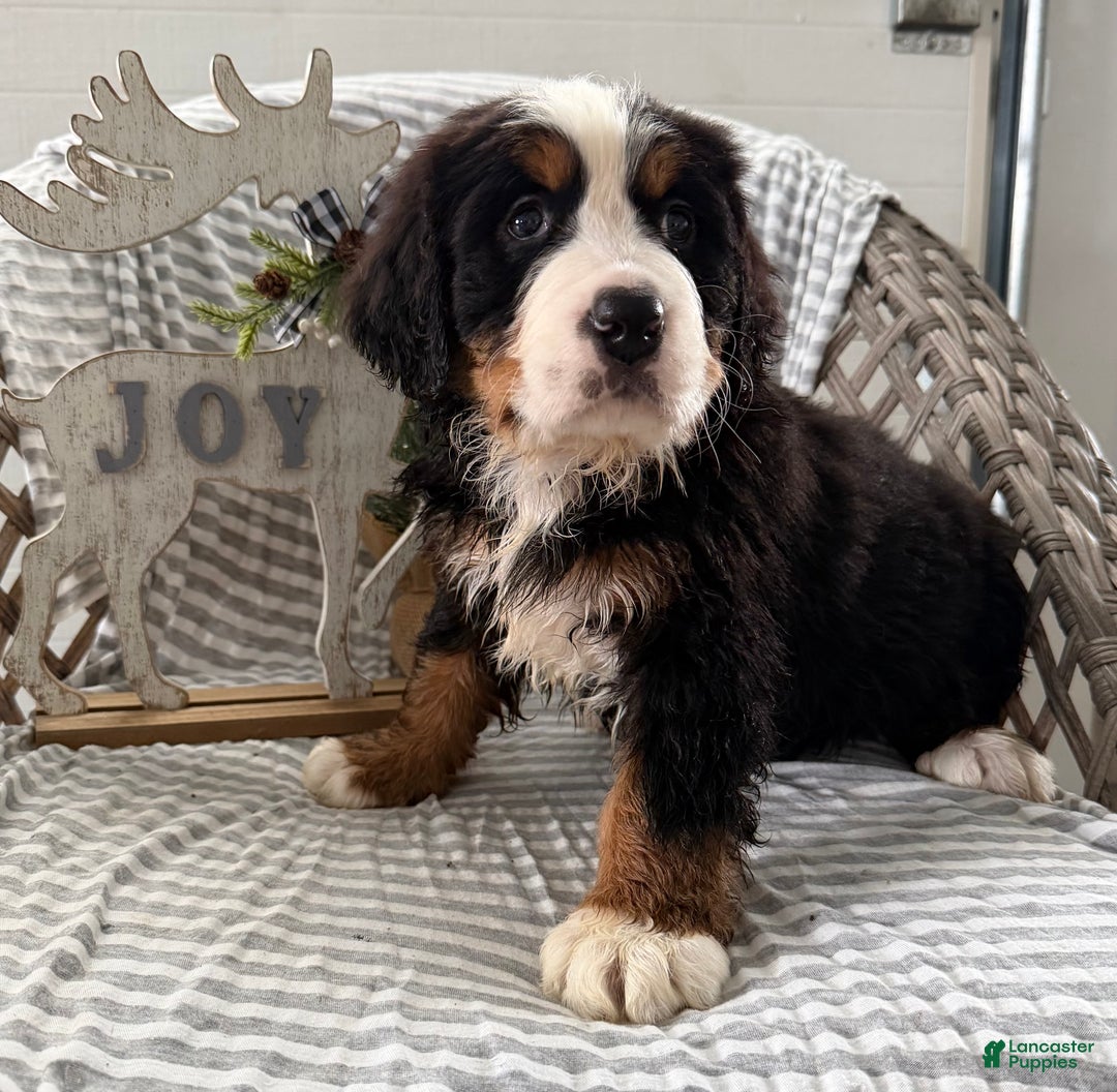 Bernese Mountain Dog dogs for sale: Barney - Ad 2