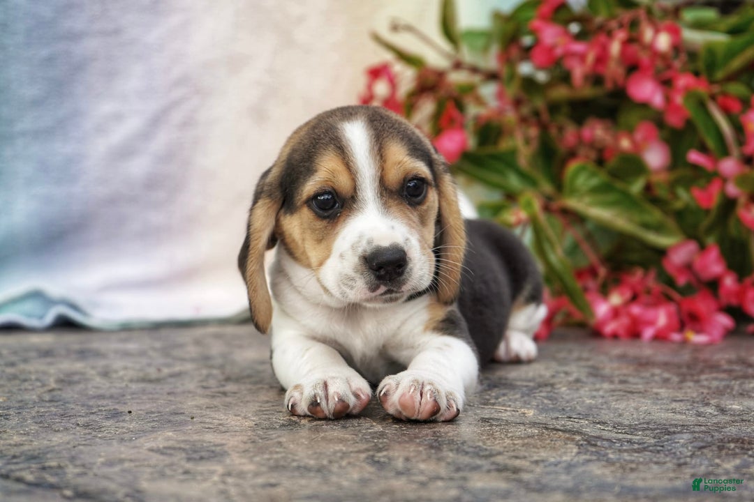 Animal Free Beagle Puppies Craigslist Kenny Beagle Puppies For