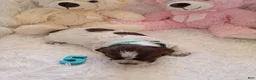 Brittany Spaniel dogs for sale: Brittany Spaniel 5 - Ad 7