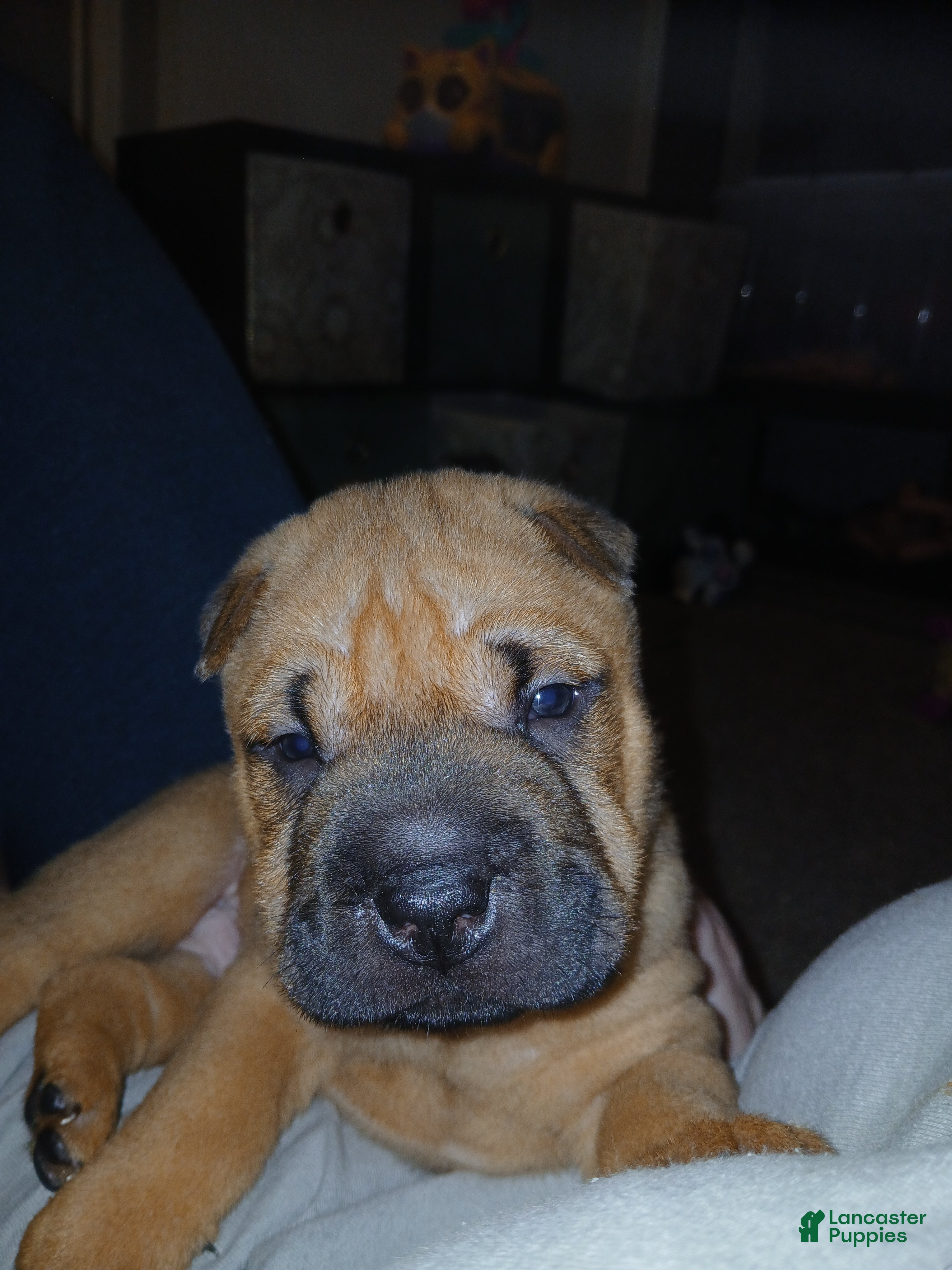 Shar Pei dogs Shar Pei Puppy 1 - Ad 9