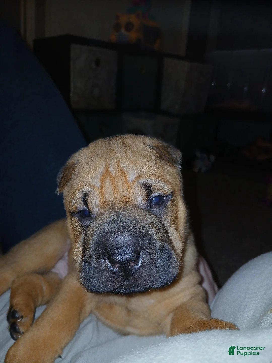 Shar Pei dogs for sale: Shar Pei Puppy 3 - Ad 1