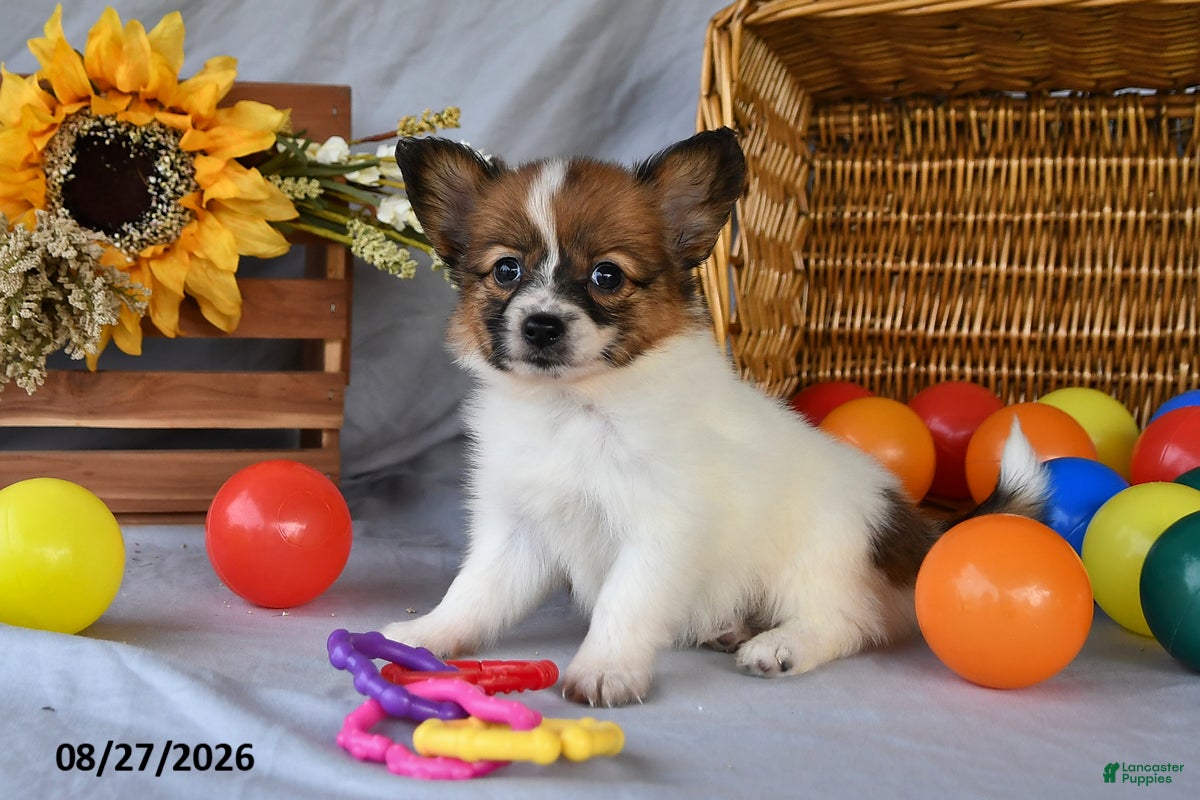 Papillon dogs Trooper - Ad 1