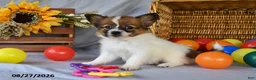 Papillon dogs for sale: Trooper - Ad 1