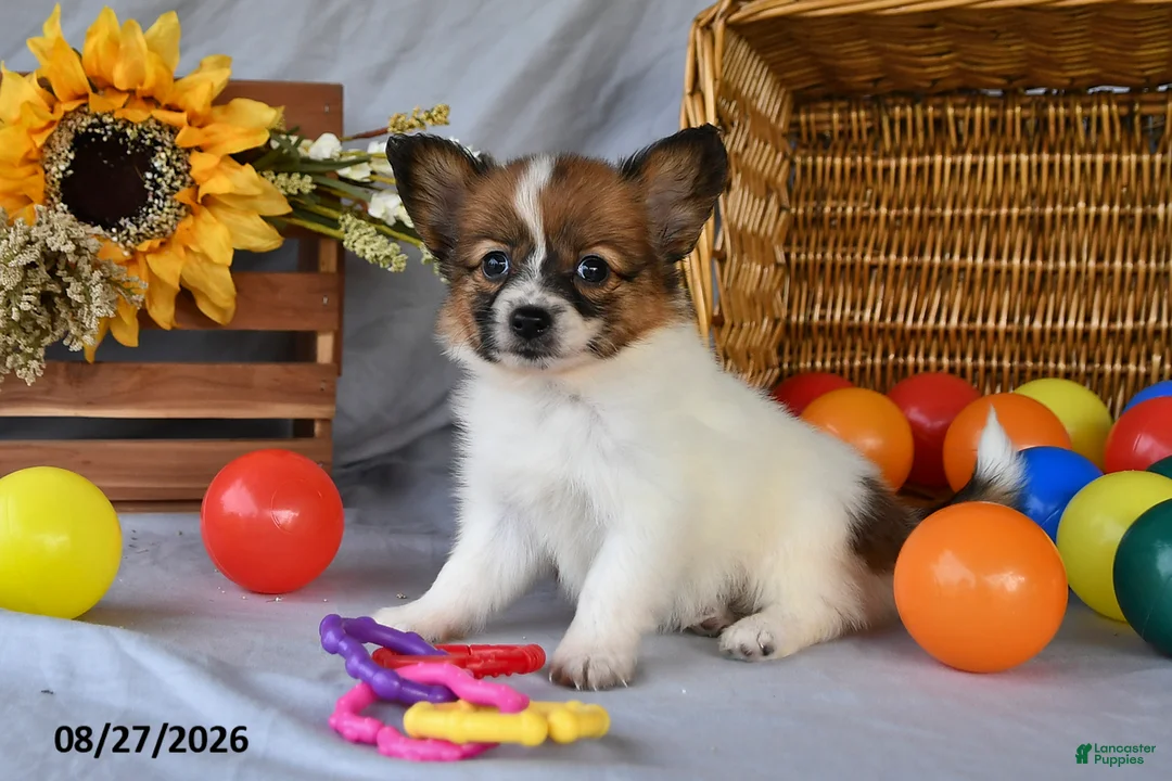Papillon dogs for sale: Trooper - Ad 1
