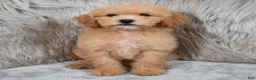 Mini Goldendoodle dogs for sale: Ivy ID: 3855 - Ad 6