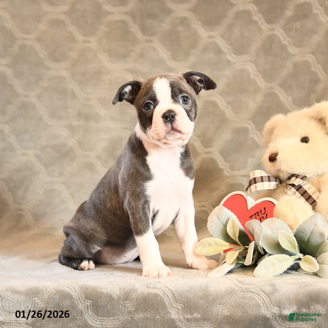 Boston Terrier dogs for sale: Hazel - Ad 1