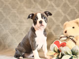 Boston Terrier dogs Hazel - Ad 3